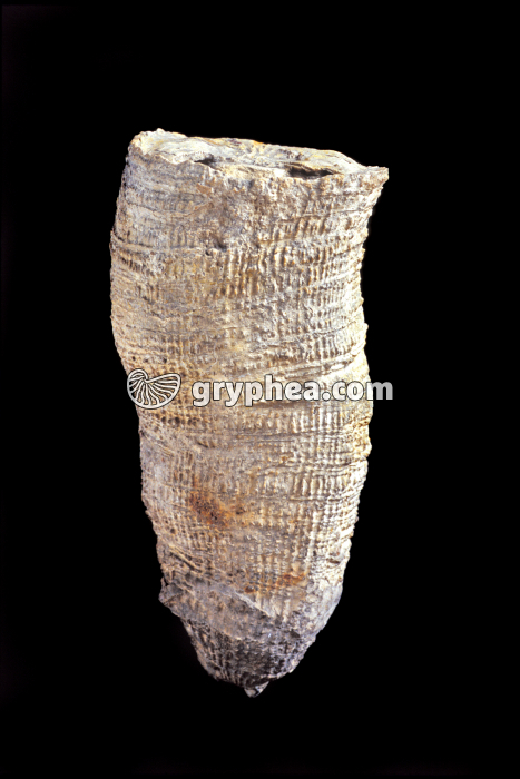 Hippurites radiosus (rudiste) - gryphea.org